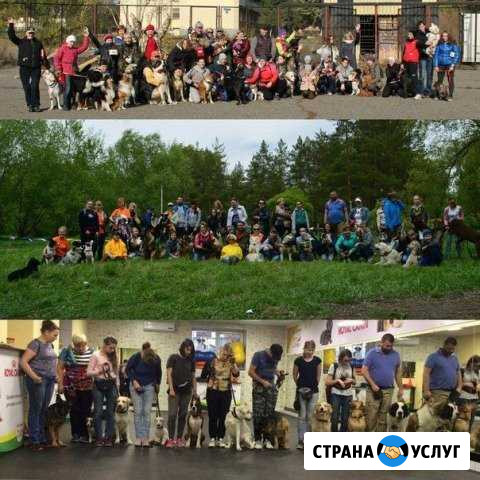 Дрессировка собак в Омске Омск - изображение 1