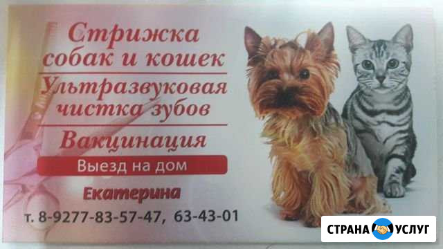 Стрижка и чистка зубов собак и кошек Тольятти - изображение 1