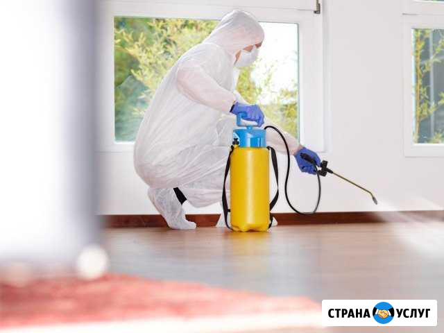 Дезинфекция, полное уничтожение насекомых Симоненко - изображение 1
