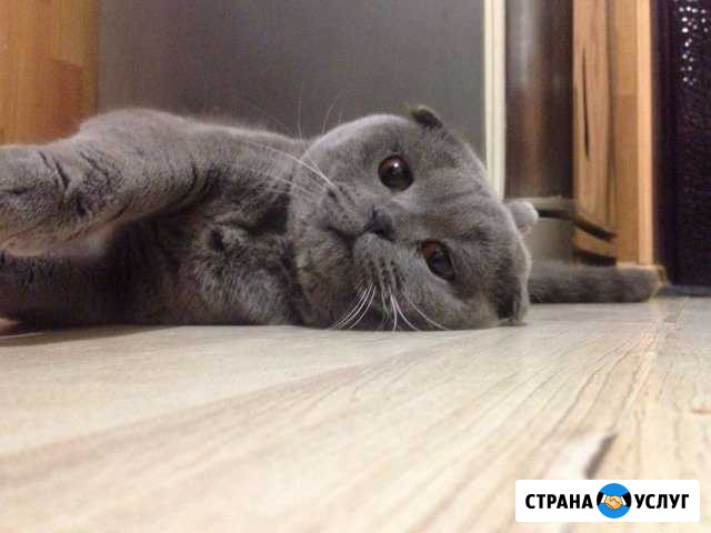 Котик ищет кошечку Кореновск - изображение 1