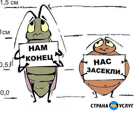 Уничтожение клопов тараканов муравьев блох Новокузнецк - изображение 1