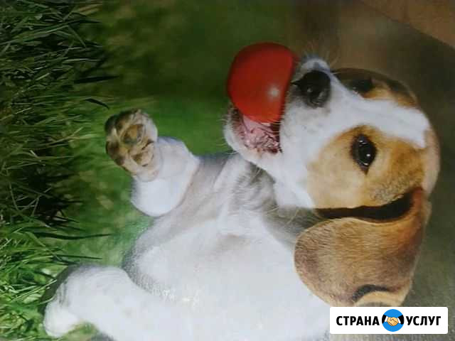 Дрессировка собак с выездом на дом Коломна - изображение 1