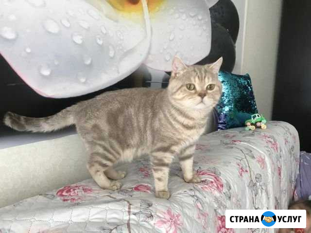 Вязка с шотландским котиком на вашей территории Жуковский - изображение 1