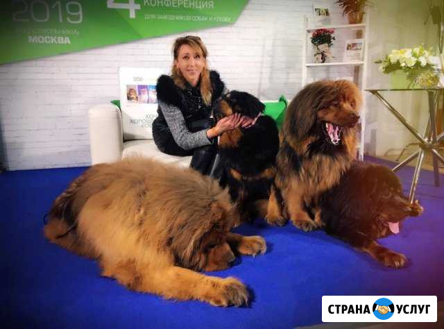 Стрижка собак и кошек Москва - изображение 1