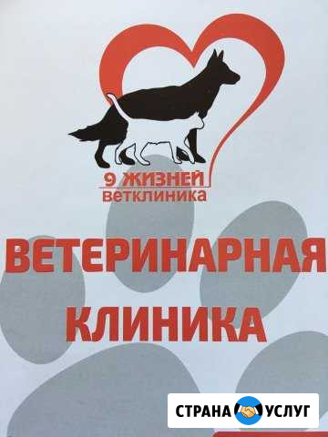 Ветеринарная клиника- 9жизней Махачкала - изображение 1