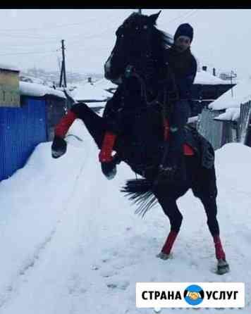 Аренда лошади для фотосессии Новокузнецк