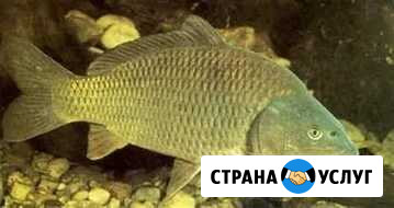 Платная рыбалка Львовское - изображение 1