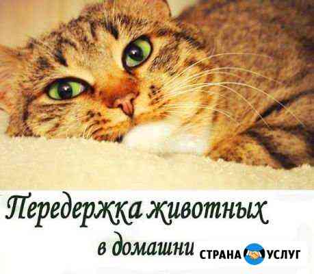 Передержка кошек Калининград