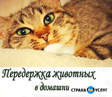 Передержка кошек Калининград - изображение 1