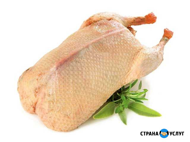 Тушка гуся Ишим - изображение 1