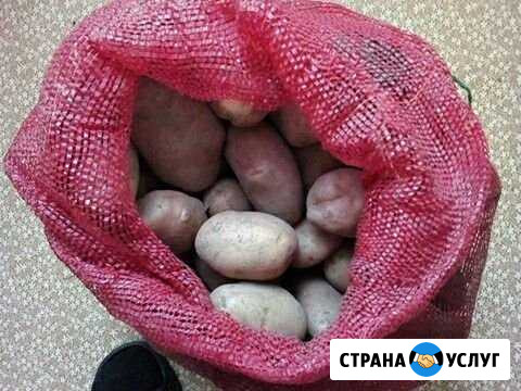 Картофель Магадан - изображение 1