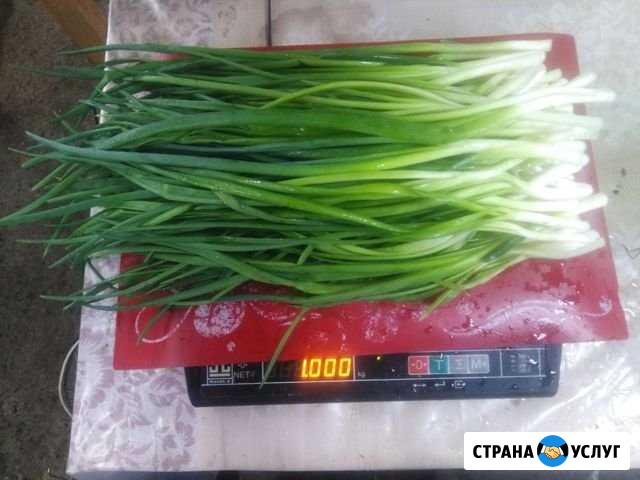 Лук зелёный Усолье-Сибирское - изображение 1