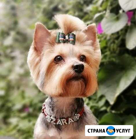 Стрижка собак. Груминг Елец - изображение 1