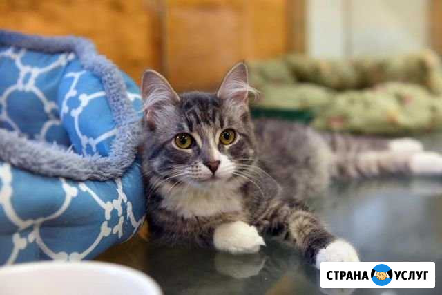 Гостиница для животных, Грумин BookingCat Санкт-Петербург - изображение 1