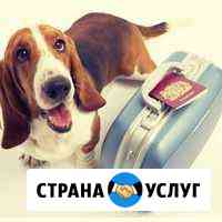 Перевозка домашних животных по России и Украине Белгород
