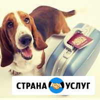 Перевозка домашних животных по России и Украине Белгород - изображение 1