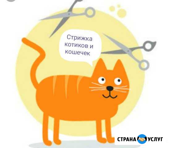 Стрижка кошек. Вычесывание(фурминг) Таганрог - изображение 1