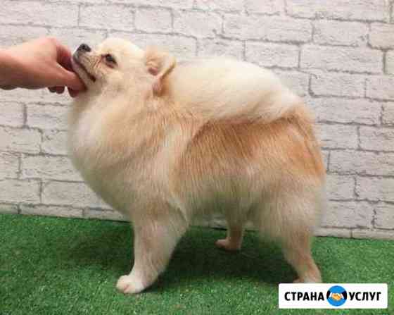 Стрижка собак Москва