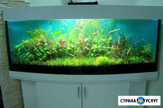 Аквариумист Зеленоград - изображение 1