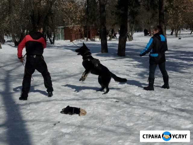 Дрессировка собак. Передержка Дмитров - изображение 1