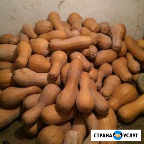 Тыква гитара Юровка - изображение 1