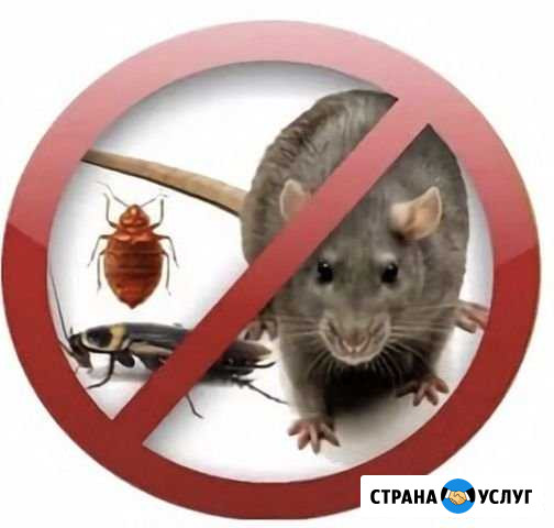 Клопы тараканы блохи мыши Северодвинск - изображение 1