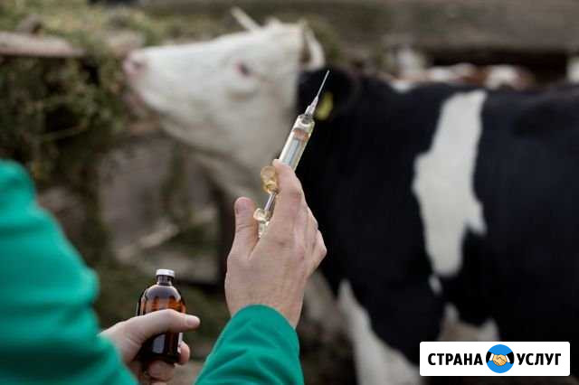 Ветеринар с выездом крс мрс свиньи Муромцево - изображение 1