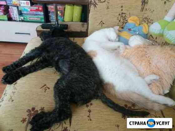 Домашняя передержка для кошек и собак мелких пород Екатеринбург