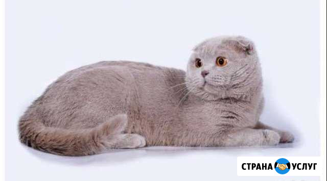 Предлагаю для вязки вислоухого шотландского кота Тула - изображение 1
