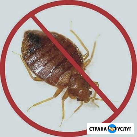 Уничтожение клопов тараканов Чехов - изображение 1