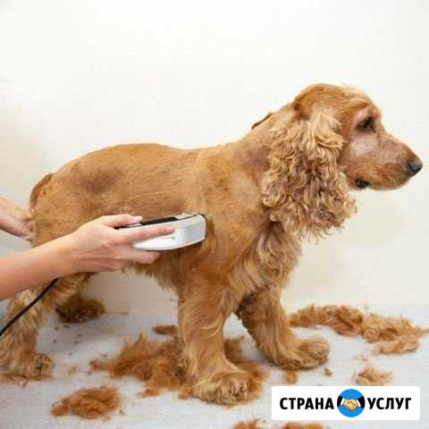 Стрижка домашних Любимцев Ачинск - изображение 1