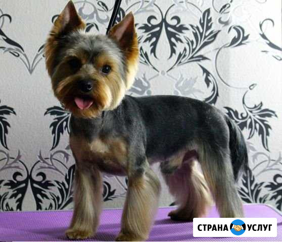 Профессиональный груминг, стрижки животных Хотьково - изображение 1