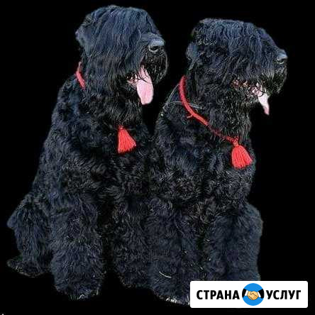 Дрессировка и передержка животных Ступино - изображение 1