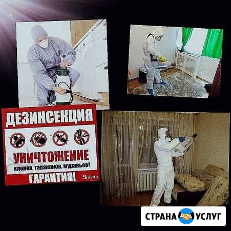 Уничтожение клопов,тараканов Серпухов - изображение 1