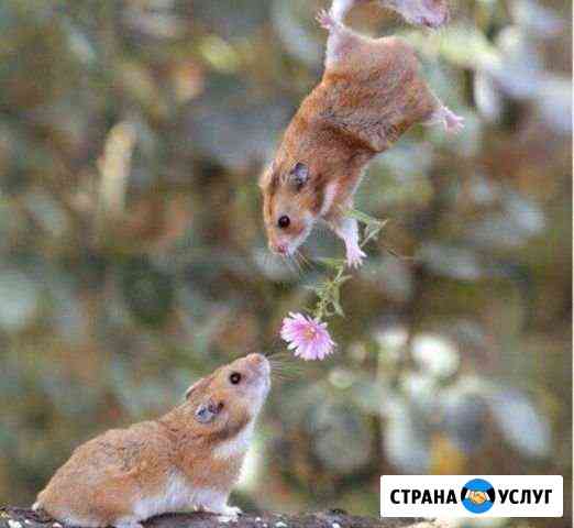 Собеседник на час Москва
