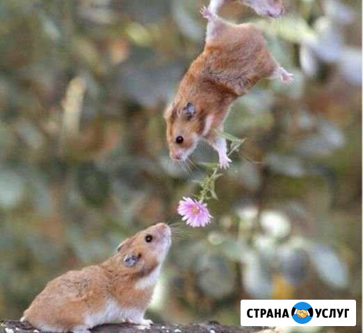 Собеседник на час Москва - изображение 1