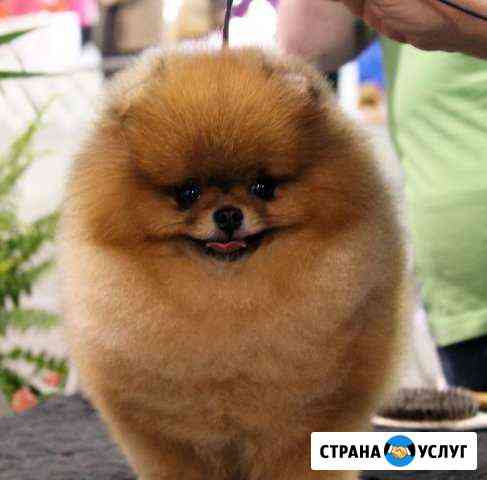 Профессиональная Стрижка собак и котов Ростов-на-Дону
