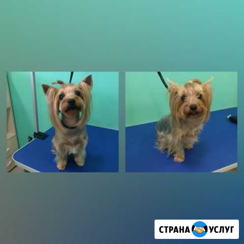 Груминг (стрижка, мытье животных) Томск - изображение 1