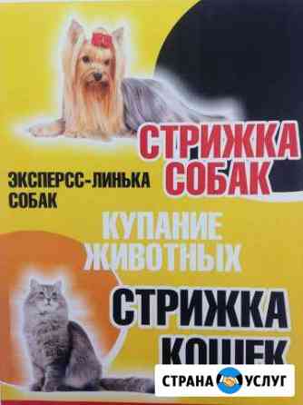 Стрижка собак и кошек. Выезд на дом Белгород