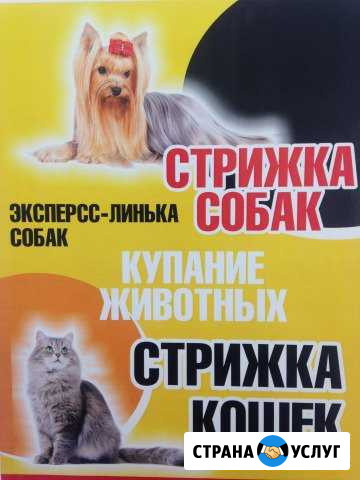 Стрижка собак и кошек. Выезд на дом Белгород - изображение 1