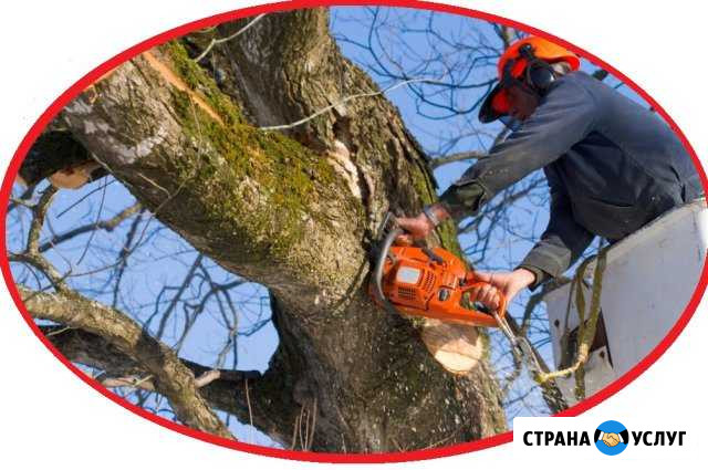 Спил деревьев/Корчевание пней Пятигорск - изображение 1