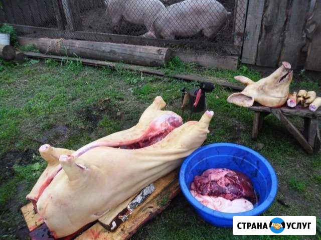 Свинина домашняя Наро-Фоминск - изображение 1