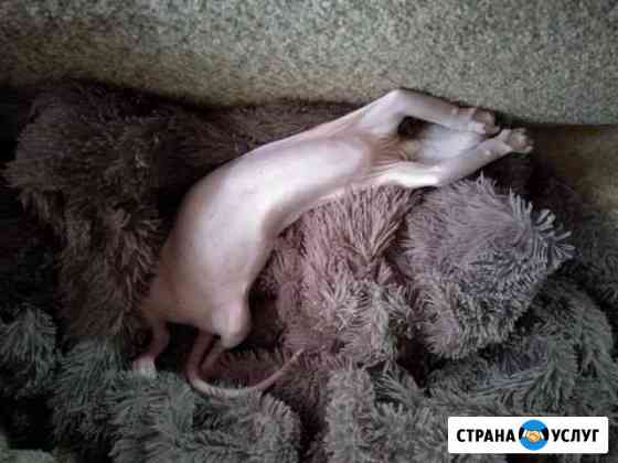 Передержка кошек Краснодар