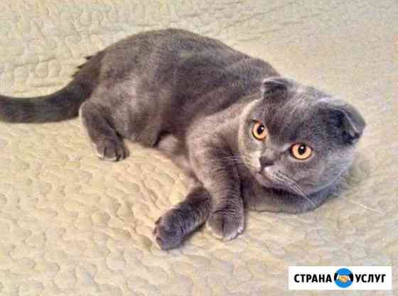 Кот вязка Санкт-Петербург