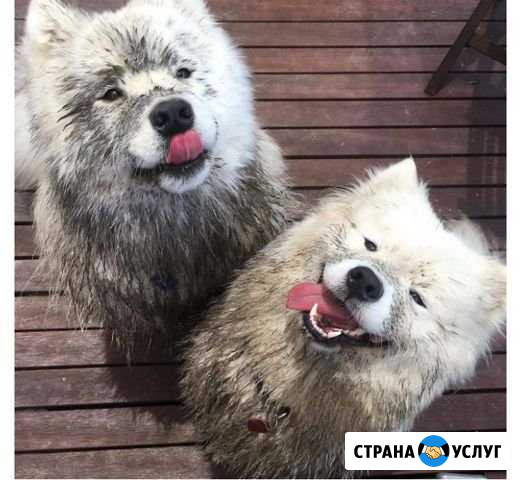 Груминг экспресс линька Кстово - изображение 1