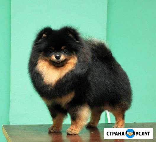 Уход за животными Ростов-на-Дону - изображение 1