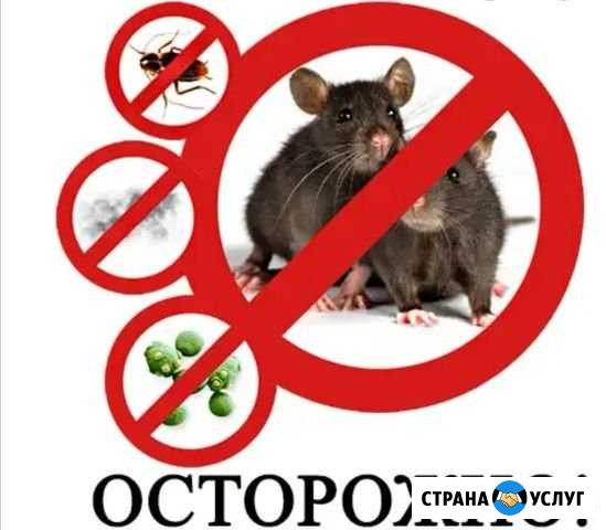 Тараканы, клещи, клопы, грызугы Калининград - изображение 1