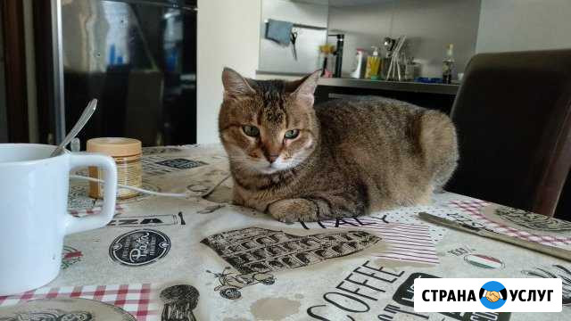 Передержка кошек и собак Железнодорожный - изображение 1