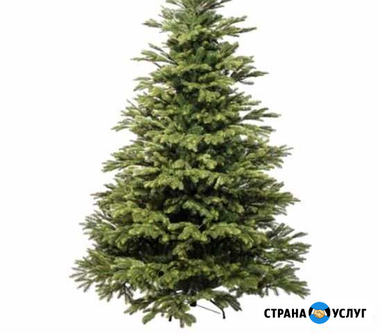 Елки живые Архангельск - изображение 1