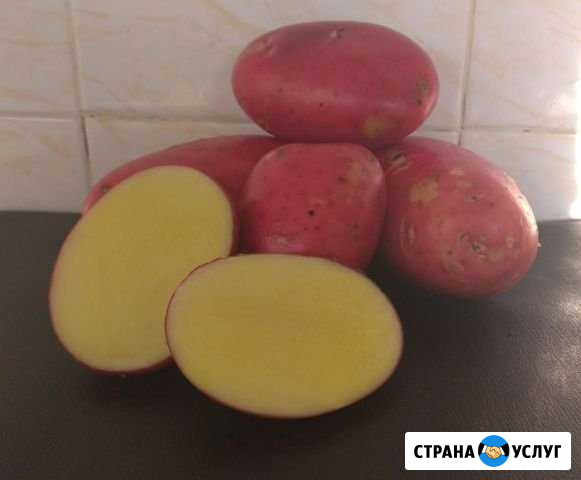 Доставка продуктов Рыбинск - изображение 1